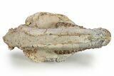 Gorgeous, Fossil Oreodont (Merycoidodon) Skull - South Dakota #249251-5